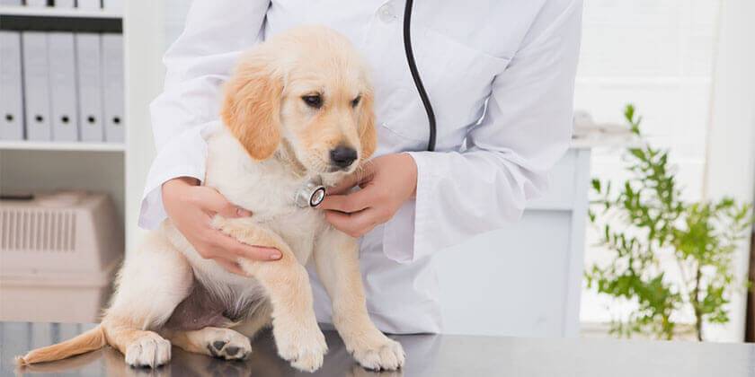dog being examined by vet