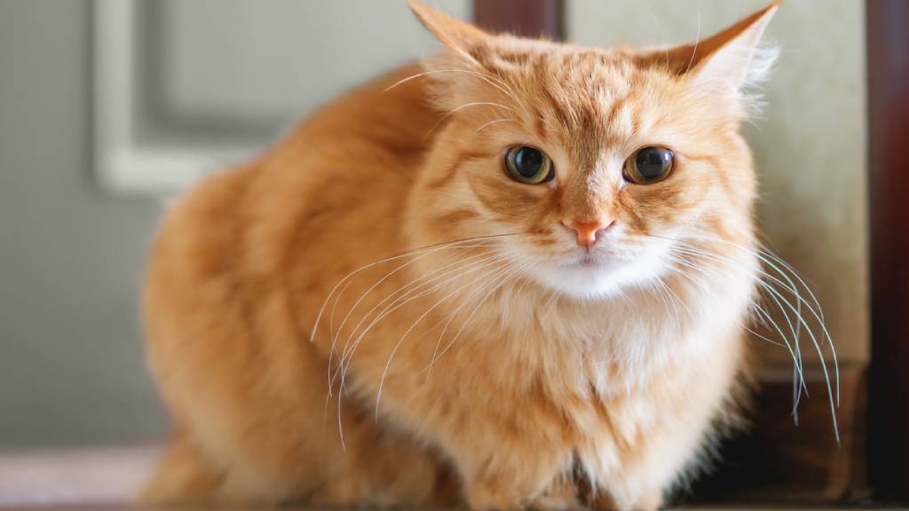 Indoor cat looking stressed