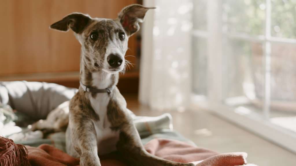 Greyhound puppy sits on bed