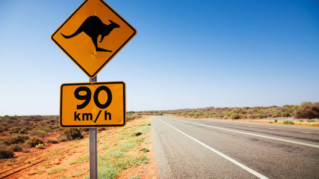 kangaroo warning road sign