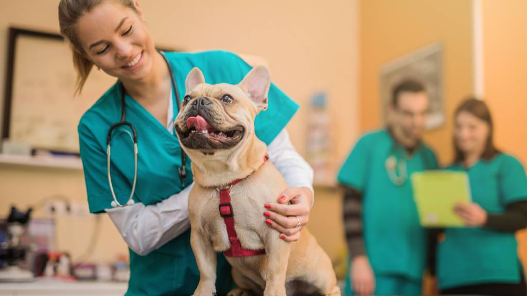 dog being examined by vet