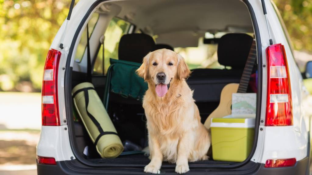 Golden retriever in boot of car
