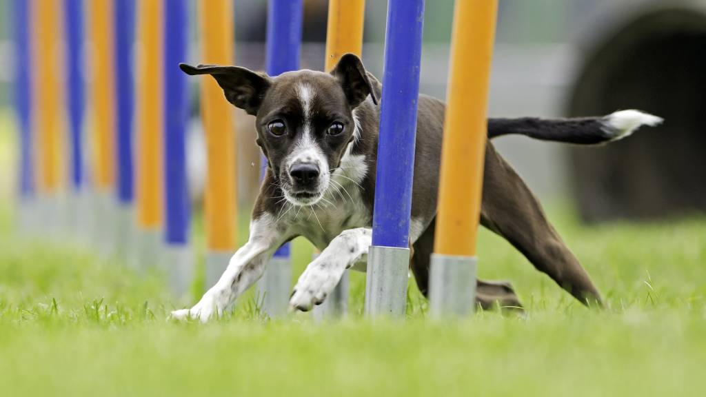 dog workout running