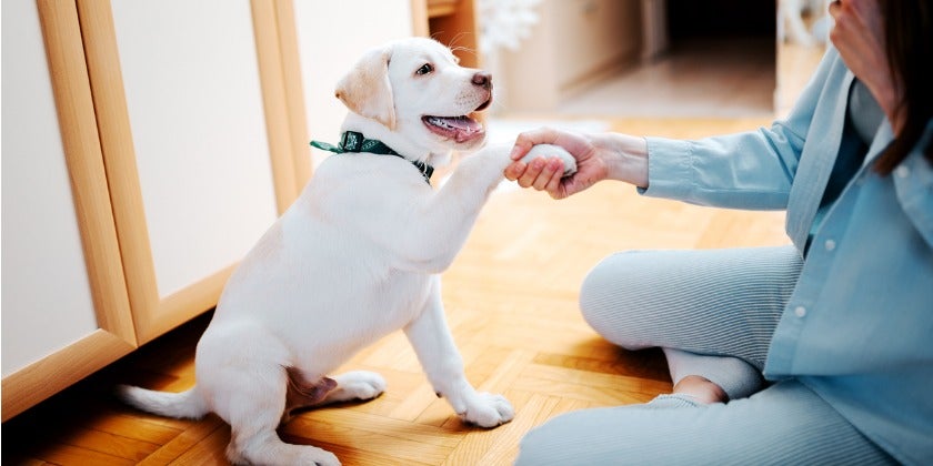 puppy learning to shake