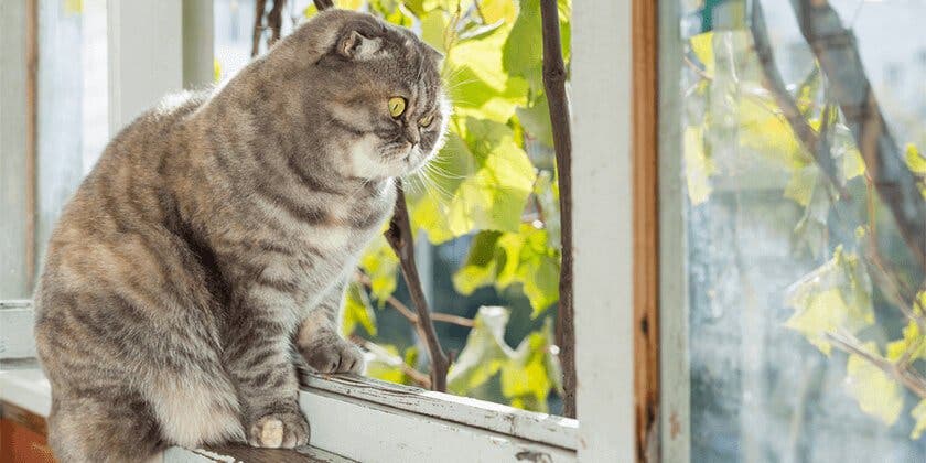 cat staring out window