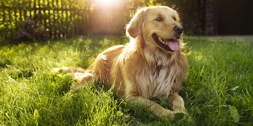 dog sitting on grass