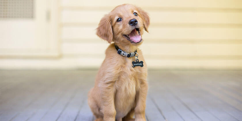 new puppy outdoors