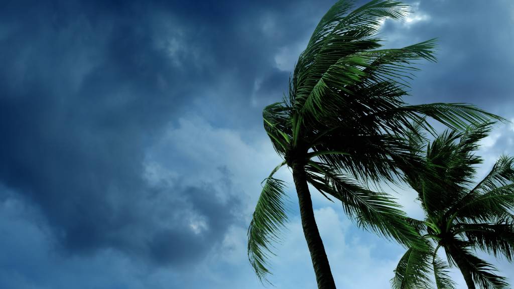 Palm trees and stormy sky before a cyclone
