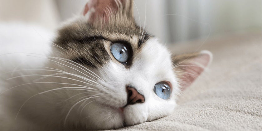 close up of cat at laying down