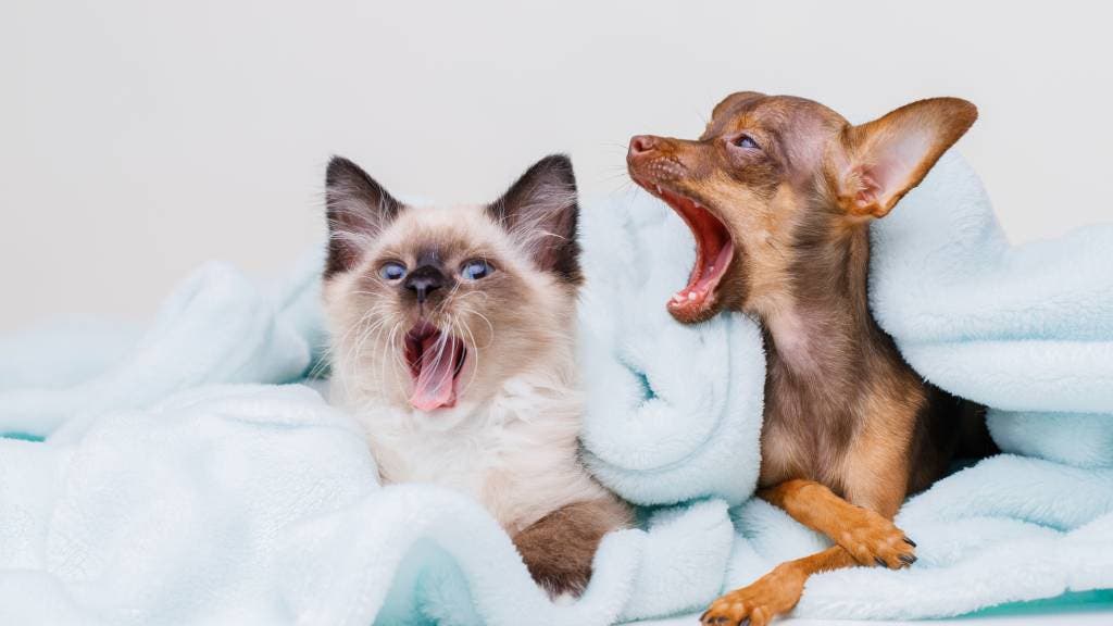 Birman kitten and a little dog sitting together in a blanket
