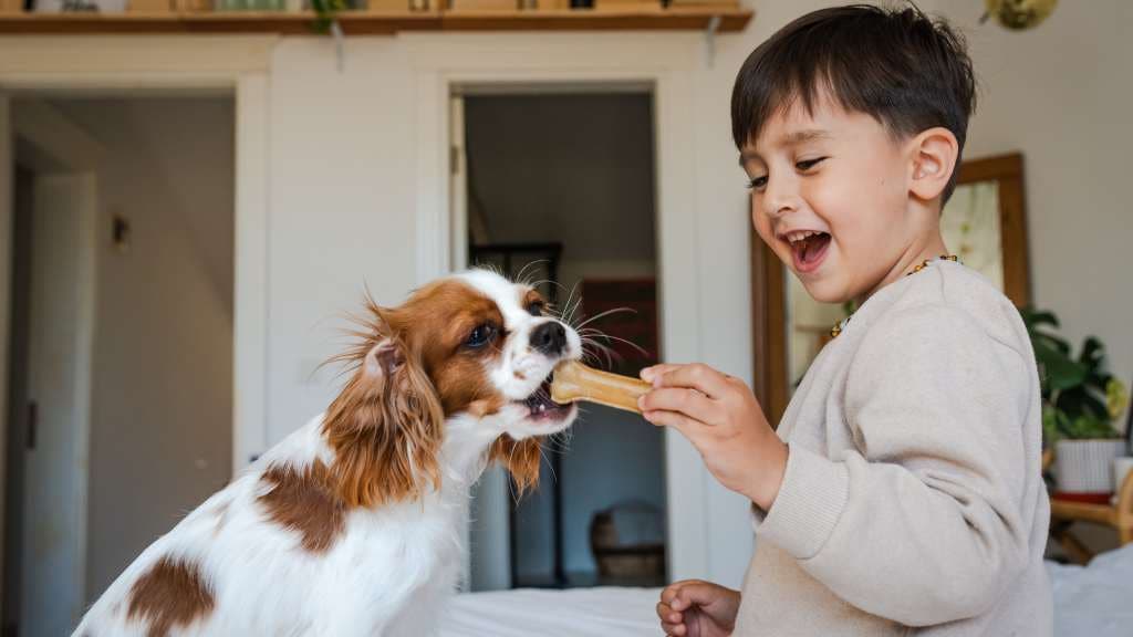 Young boy feeding treat to Cavalier King Charles Spaniel