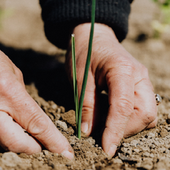 Hands planting a green shoot into brown grainy soil