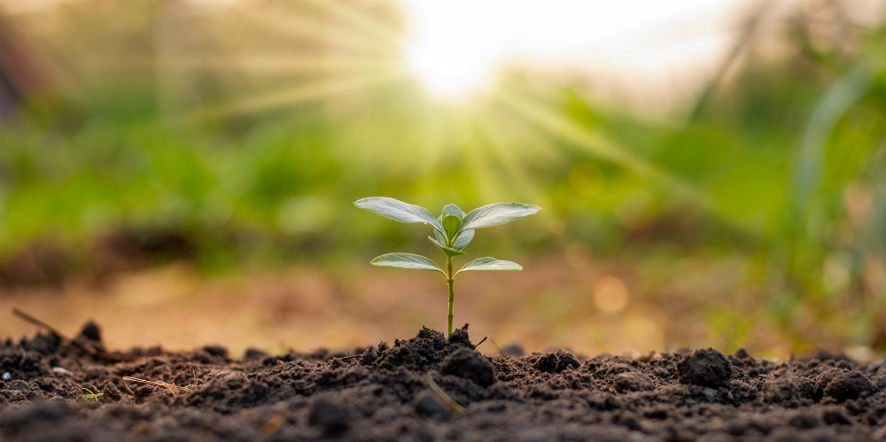 small shoot in dirt with sunlight in the background