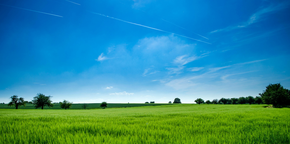 Bright blue sky and lush green field