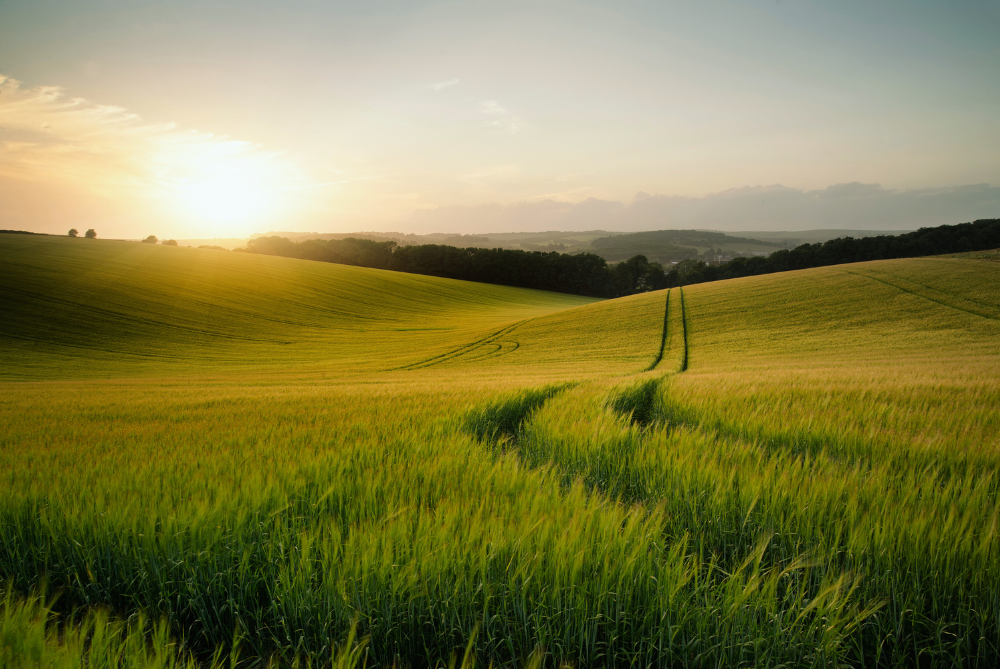 green fields with rolling hills at sunrise