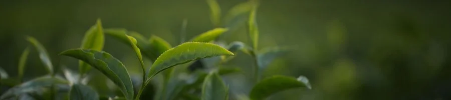 Green plants