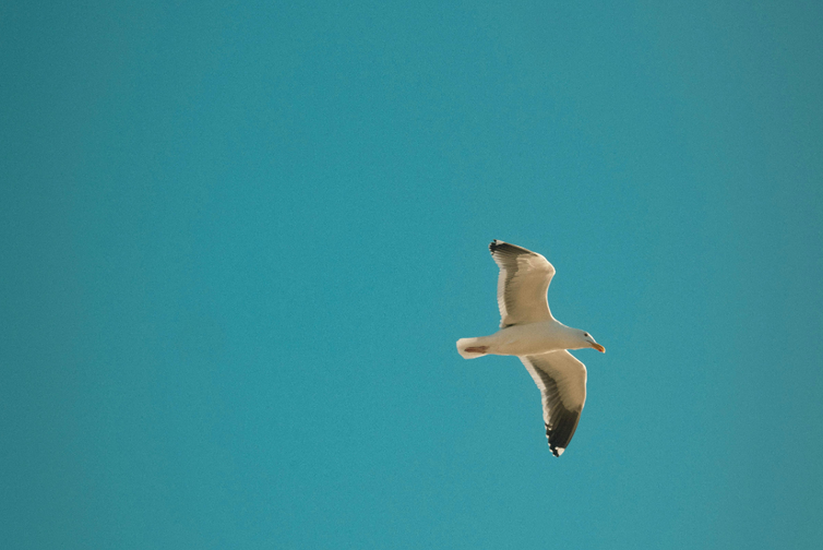 Seagull soaring against a blue, cloud-free sky.