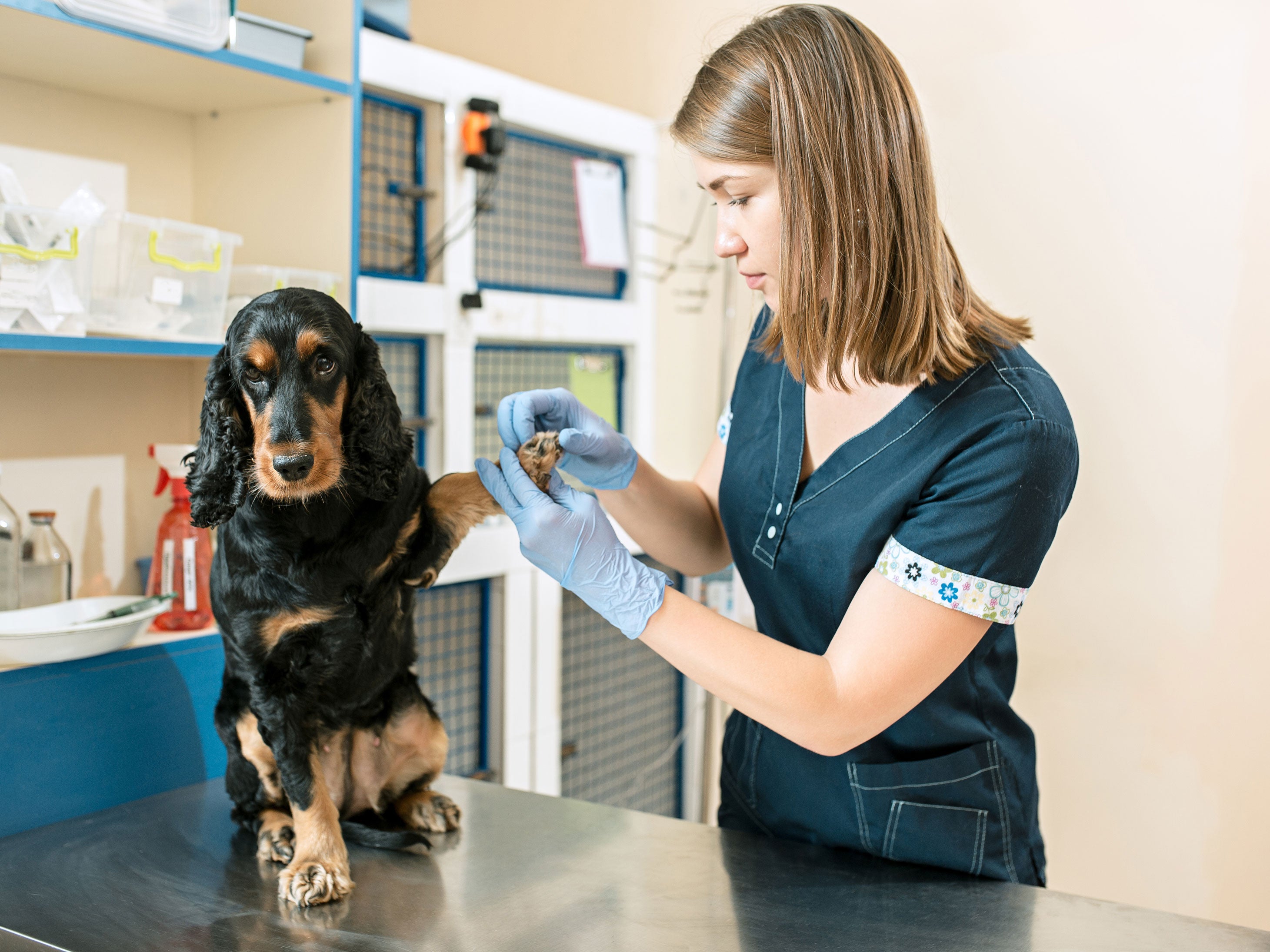 Veterinary nurse receives compensation after work-related injury