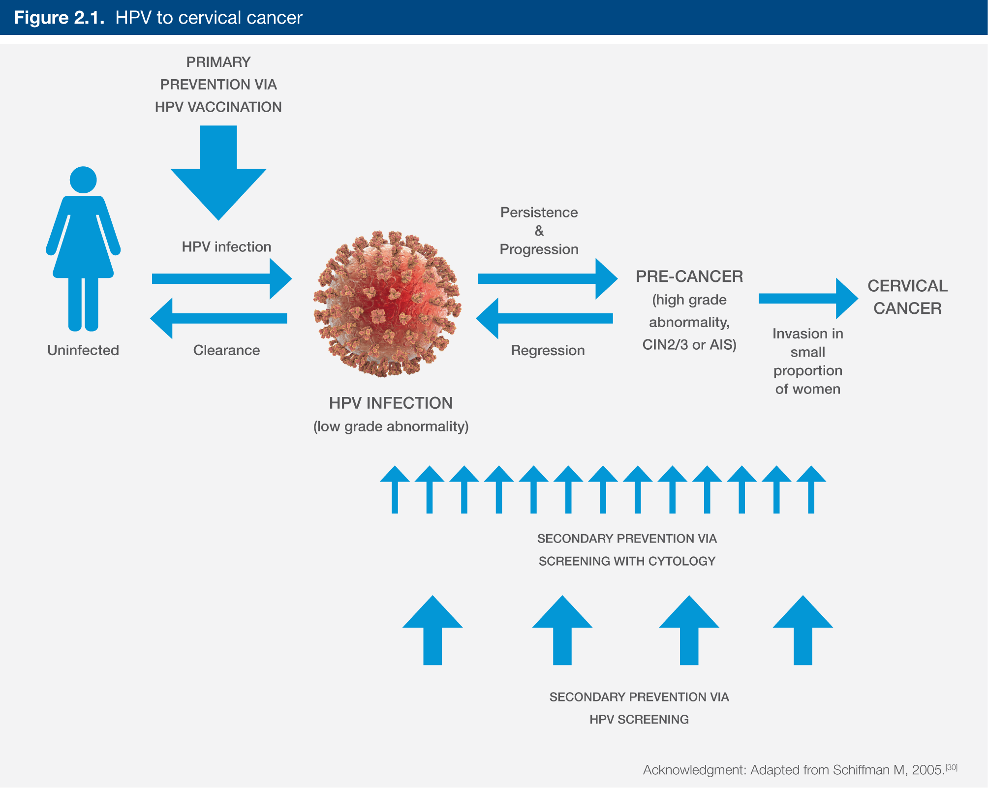 Figure 2.1 HPV to cervical cancer