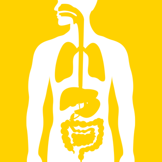 Yellow background with white illustration of internal organs.