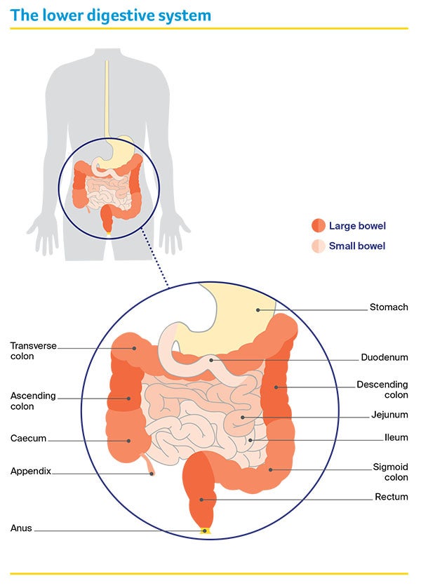 Diagram of the Lower Digestive System | Bowel Cancer Screening