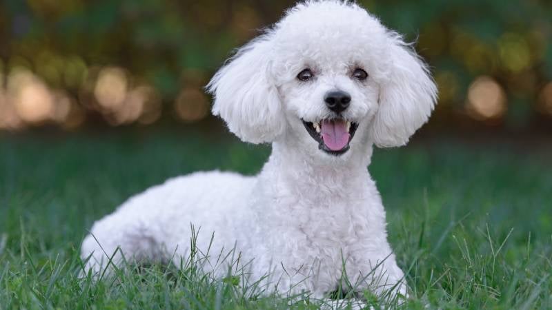 White male poodle pictured in grass