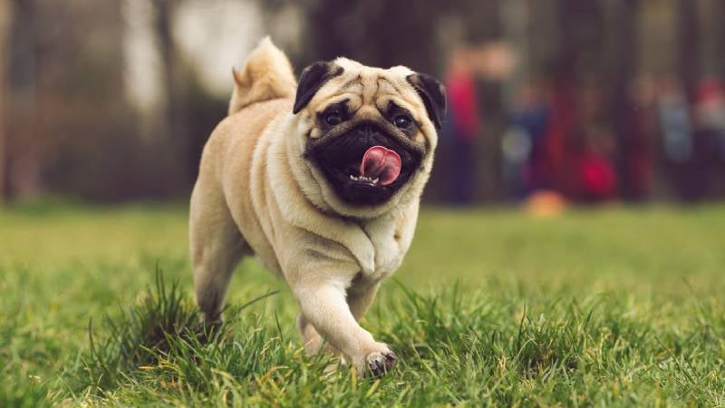 Pug running in grassy park with tongue sticking out 