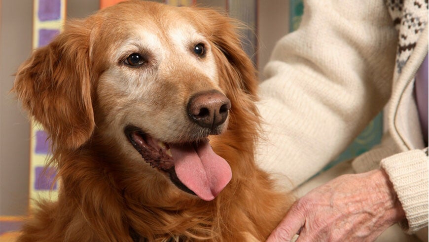 Close up image of a dog and senior lady's hand