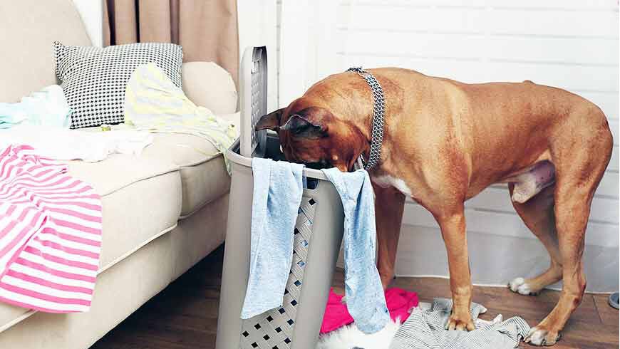 Dog going through laundry basket.