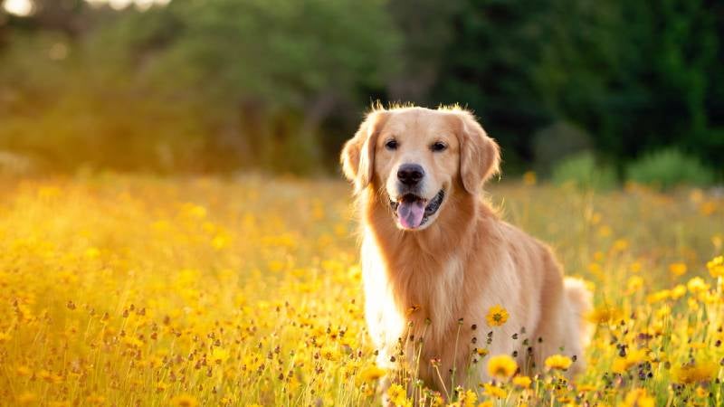 Golden Retriever pictured in field of yellow flowers