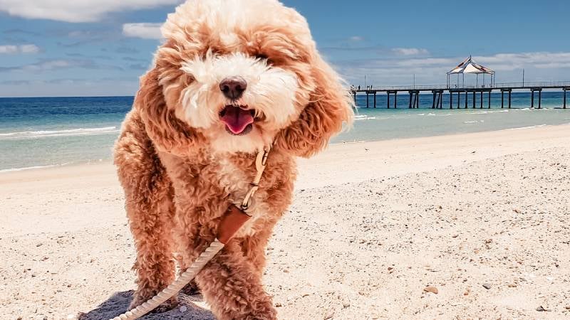 Cavoodle on a sunny beach near a pier