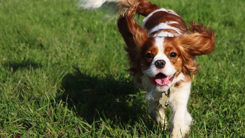 King Charles Spaniel running in grassy park