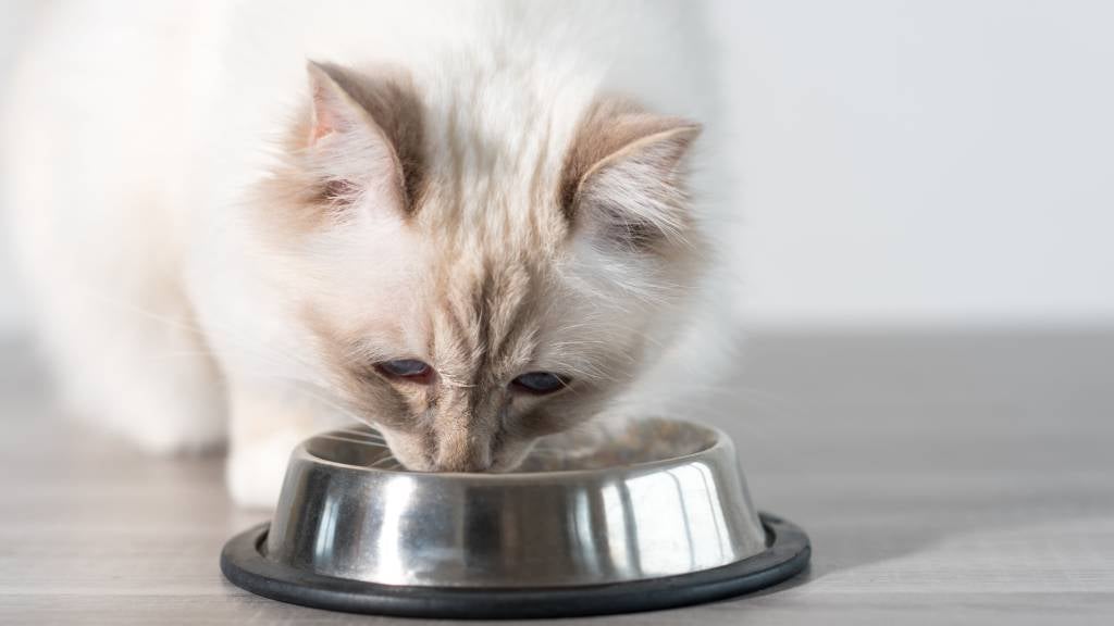 Cat eats from silver bowl