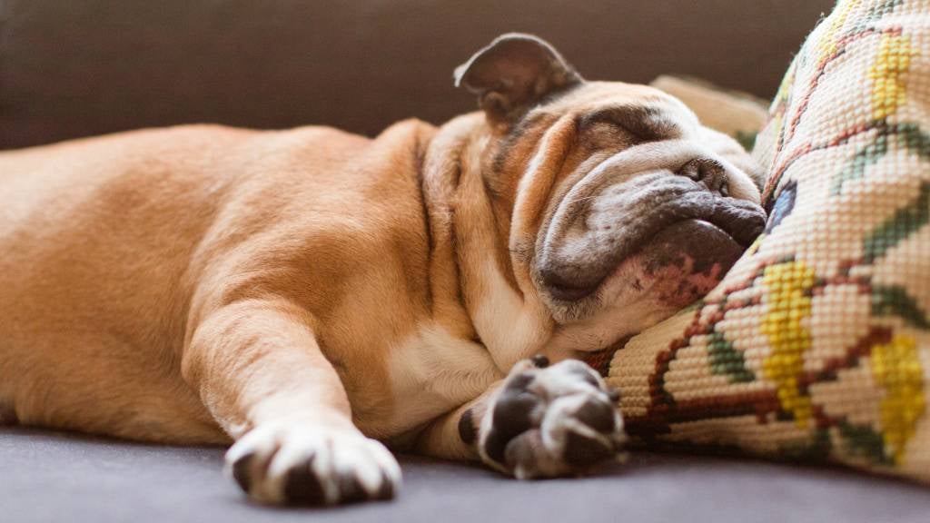 Bulldog sleeping on a couch with head resting on pillow