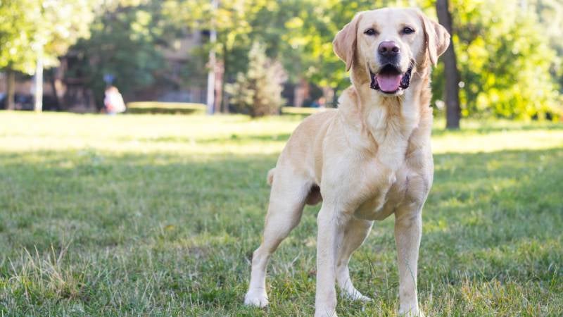 Labrador pictured in a city park