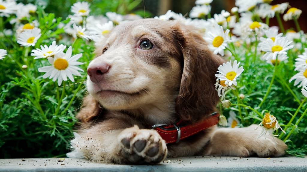 Dachshund puppy in a flower bed