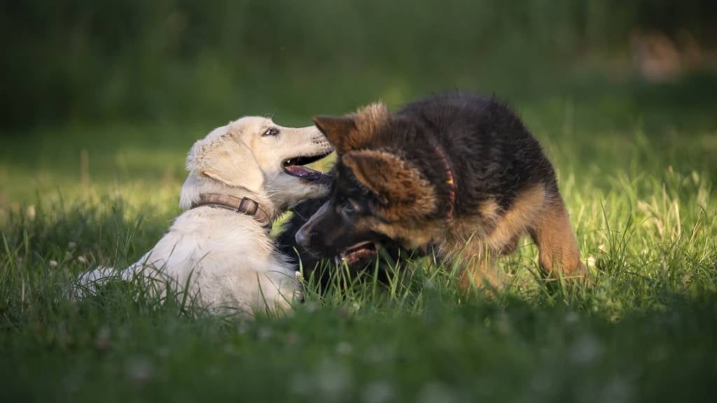 Two puppies playing in the grass