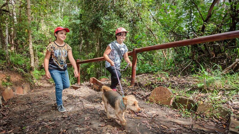 Kids and dogs walking in the bush.