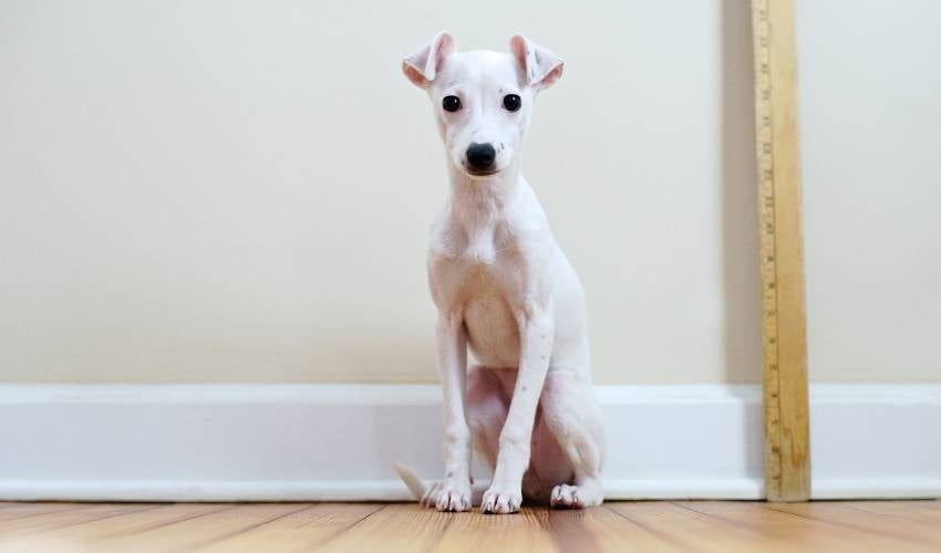 A white greyhound puppy