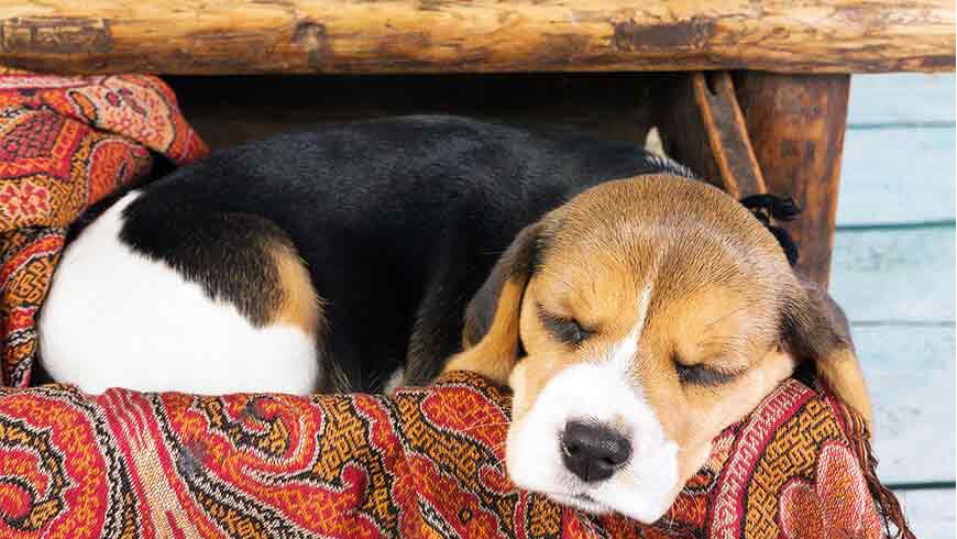 Puppy sleeping on bench