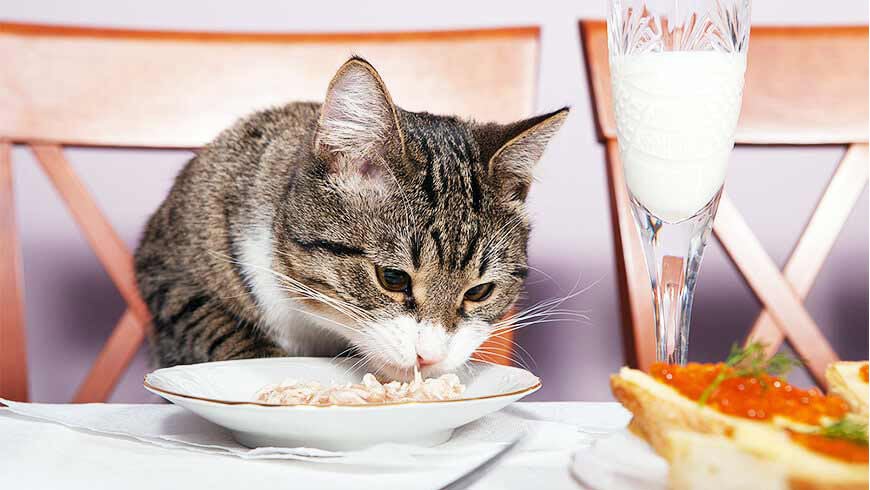 Cat eating out of a bowl from the dining table