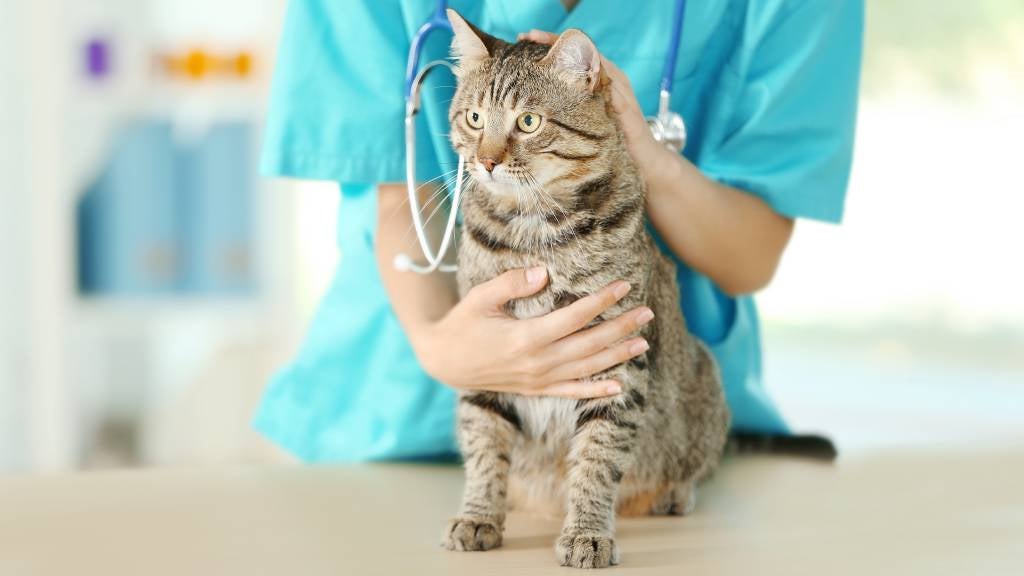 Cat sits on table while vet examines