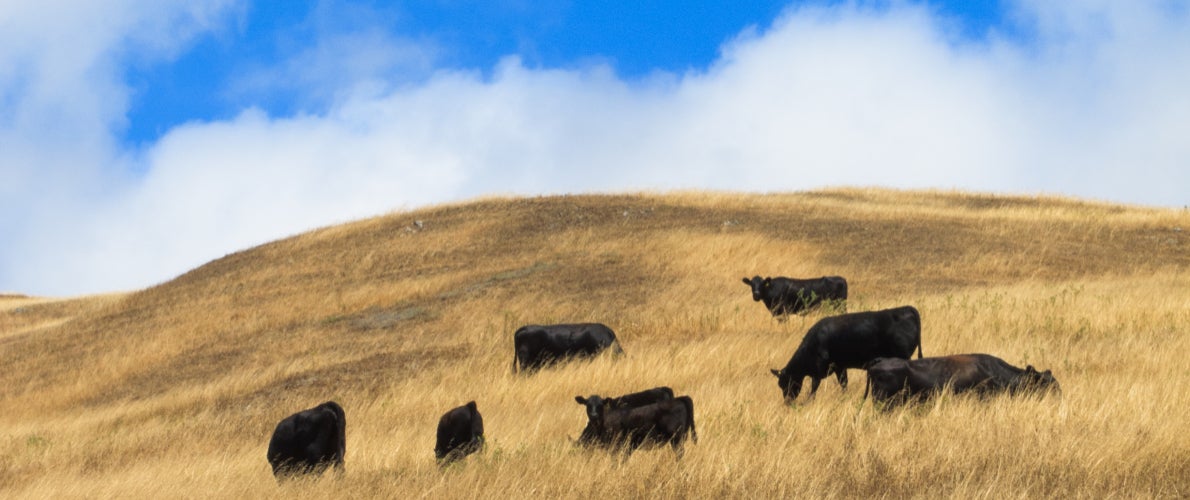 Stringent Ingredient Sourcing