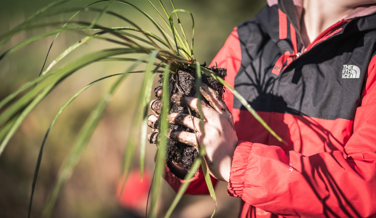 Ararimu School student holds a cabbage tree with muddy hands, ready for planting. 