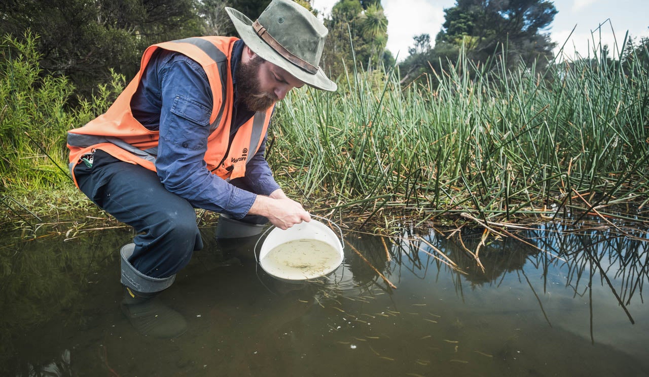 Watercare dam technician Gareth Whittington releases native whitebait and juvenile eels into Lower Nihotupu Dam. 