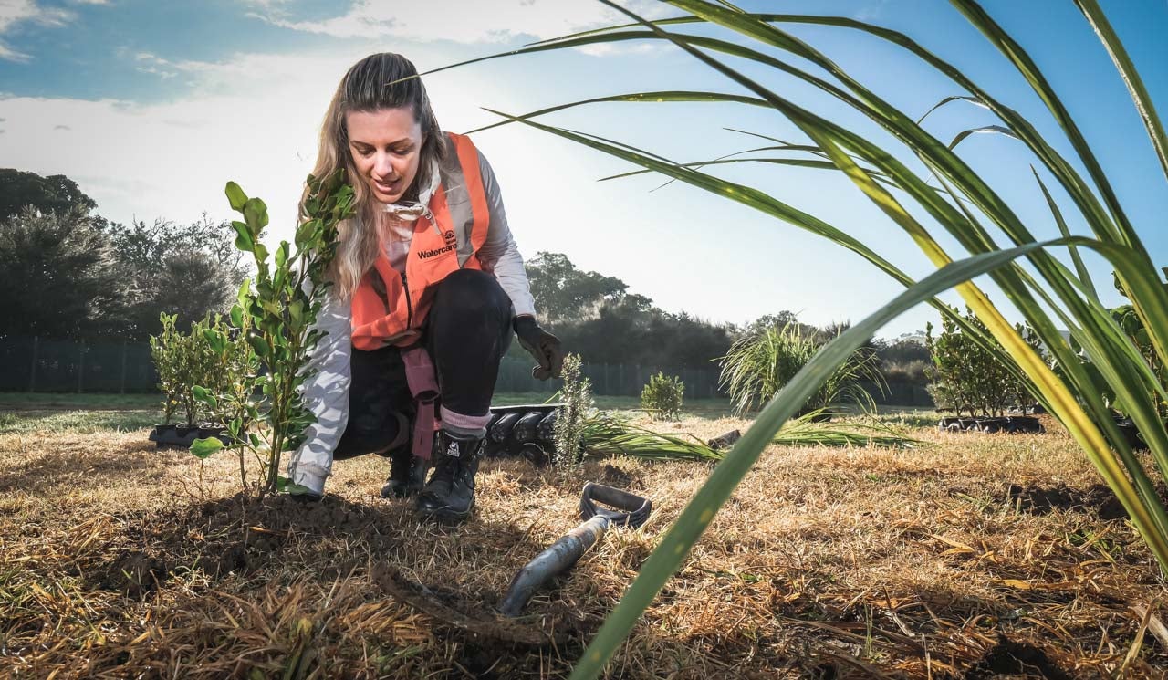 Stakeholder liaison advisor, Jennifer Charteris helps with regenerative planting events within the communities she liaises with on Watercare infrastructure projects.