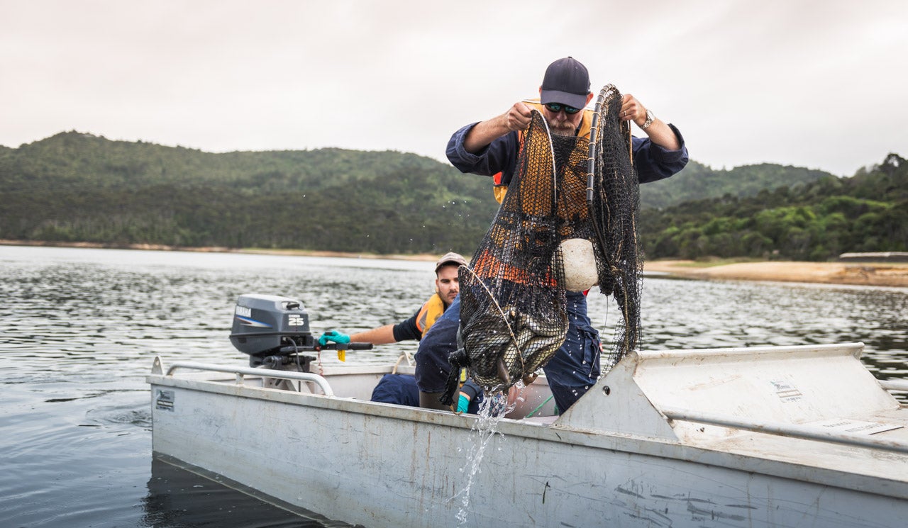 Watercare dam technician hauls a net of eels onto the boat, for measuring and weighing