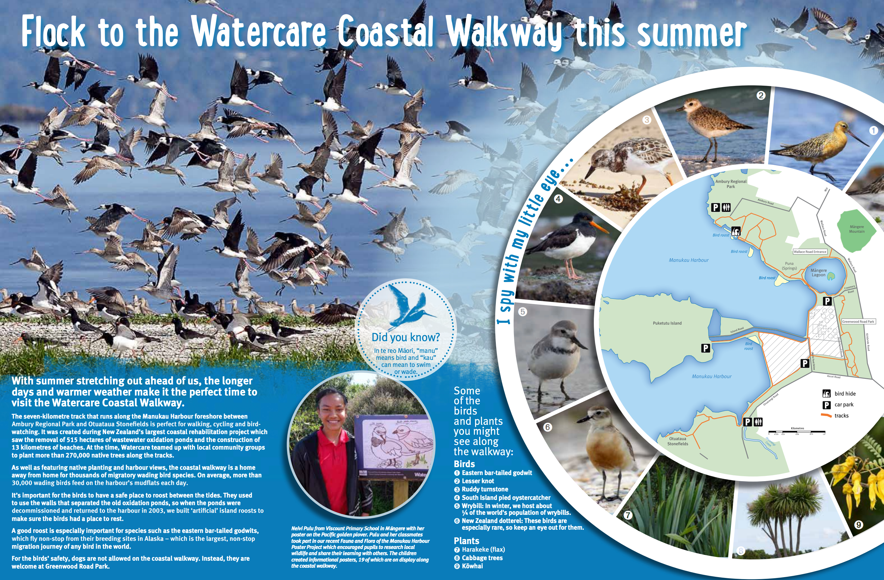 Watercare Coastal Walkway information sheet