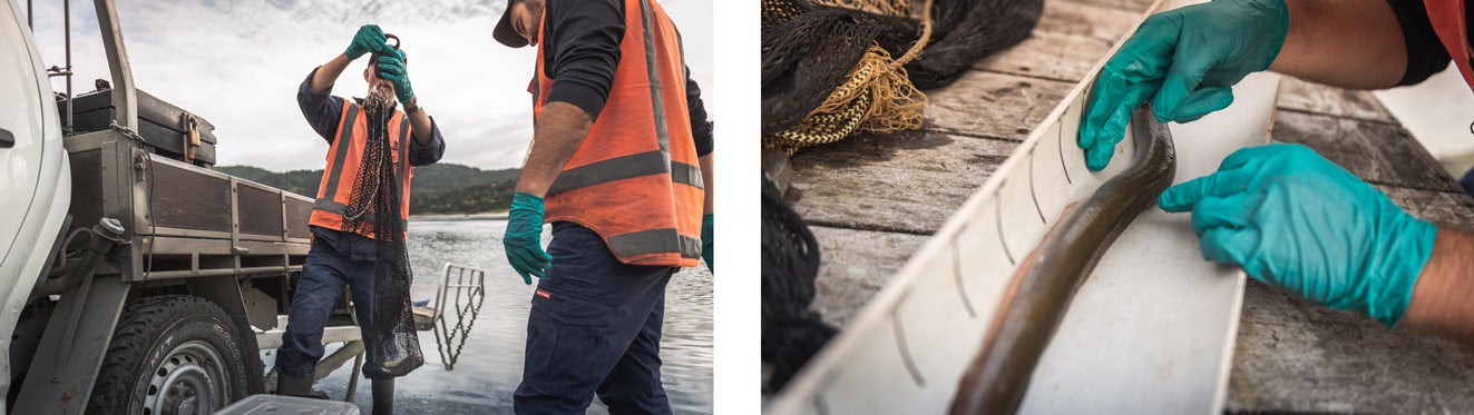 Watercare staff measure and weigh juvenile and mature eels at Lower Nihotapu dam.