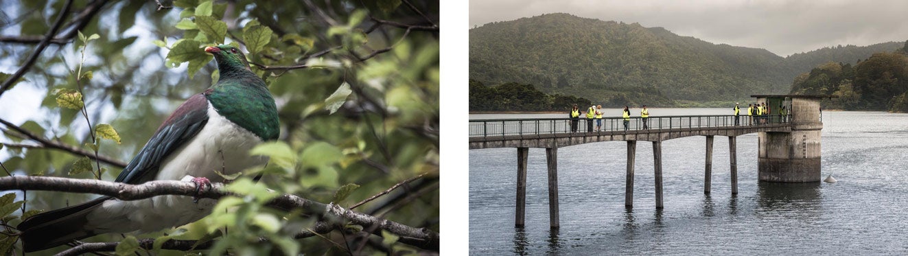 Kereru in a tree at the Upper Nihotapu Reservoir and a view of dam infrastructure at Upper Mangatawhiri Reservoir. 